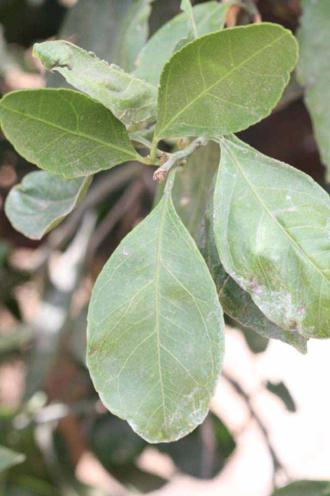              Unifoliolate leaf (Riverside, CA)       